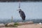 Blue Heron sleeping while balanced on one leg in parking lot