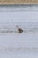 blue heron standing in shallow water with a fish