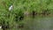 Blue heron standing in tall grass on riverbank