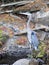 Blue Heron Stock Photos. Blue Heron bird, Blue Heron bird autumn season