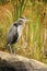 Blue Heron Stock Photos. Blue Heron bird, Blue Heron bird autumn season