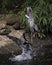 Blue Heron Stock Photos. Blue Heron bird, Blue Herons