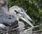 Blue Heron Stock Photos. Blue Heron birds baby on the nest. Baby Heron birds close-up profile view.