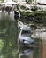 Blue Heron Stock Photos. Blue Heron birds synchronize in the water looking towards the sky.  Bird reflection. Bird synchoronize