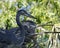 Blue Heron Stock Photos. Blue Heron couple in courtship on the nest with a side view with a blur tree background  in their