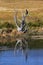 Blue heron on the tree in Yellowstone national park