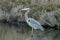 A Blue Heron Waiting for a Fish