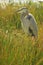 A Blue Heron waiting in green grass reeds