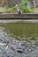 A blue heron watches a large pool of carp