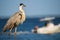 Blue heron watching boats pass by