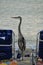 Blue heron watching the sun setting over Gulf of Mexico amongst beach chairs and toys