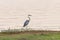 Blue Heron at waters edge.