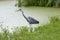 Blue heron on the waterside