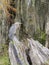 Blue Heron on wood in a Louisiana swamp