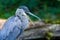 Blue heron yawn
