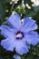 Blue hibiscus flower with water drops