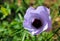 Blue Hibiscus, Lilac Hibiscus, Purple Hibiscus, California Hibiscus