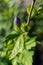 Blue Hibiscus still producing buds in November in East Grinstead