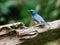 Blue hill flycatcher