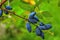 Blue honeysuckle branch in summer garden