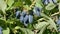Blue honeysuckle edible, also Honeyberry, Blue-berry, Haskap berry.