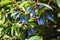 Blue honeysuckle - Haskap berries growing in garden, Lonicera caerulea plant in the sun