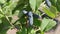 Blue honeysuckle Lonicera caerulea var. Edulis edible, large-fruited high-yielding grade  DAUGHTER OF VELICAN