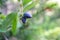 Blue honeysuckle. Lonicera caerulea var. edulis. Known also as Honeyberry, Blue-berry honeysuckle. Another scientific name is