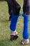 Blue horse leg bandages