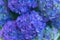 Blue hortensia flowers