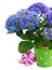 Blue hortensia flowers in green pot