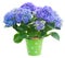 Blue hortensia flowers in green pot