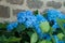Blue hortensias flowers in a garden