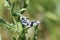 Blue Hounds tongue, Cynoglossum creticum