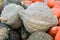 Blue hubbard squash at the market