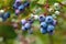 Blue huckleberry bush Vaccinium corymbosum  with ripening berries