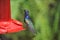 Blue Humming Bird about to feed