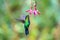 Blue hummingbird Violet Sabrewing flying next to beautiful red flower. Tinny bird fly in jungle. Wildlife in tropic Costa Rica.