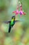 Blue hummingbird Violet Sabrewing flying next to beautiful red flower. Tinny bird fly in jungle. Wildlife in tropic Costa Rica.