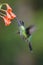 Blue hummingbird Violet Sabrewing flying next to beautiful red flower. Tinny bird fly in jungle. Wildlife in tropic Costa Rica.