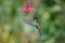 Blue hummingbird Violet Sabrewing flying next to beautiful red flower. Tinny bird fly in jungle. Wildlife in tropic Costa Rica.