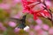 Blue hummingbird Violet Sabrewing near red bloom with pink background in Costa Rica