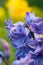 Blue hyacinth