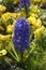 Blue hyacinth