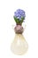 Blue hyacinth