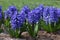 Blue Hyacinth.