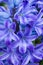 Blue Hyacinth Background