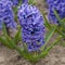 Blue hyacinth `Delft Blue` on a flowerbed