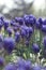 Blue hyacinth of feild