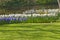 Blue hyacinth field with white lent lilies